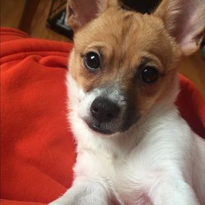 Meet your Posher, Dawn